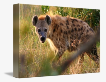 Clip Art Hyena Pics - Spotted Hyena, HD Png Download, Free Download