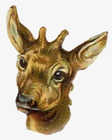 Antelope Stock Image Clip Art - Roe Deer, HD Png Download, Free Download