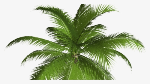 Transparent Palmeras Vector Png - Palm Tree Png Free, Png Download, Free Download
