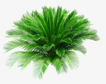 Sago Palm Plant Png, Transparent Png, Free Download