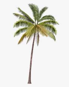 Coconut Tree Hd Png, Transparent Png, Free Download
