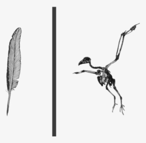 Hesperornis, HD Png Download, Free Download