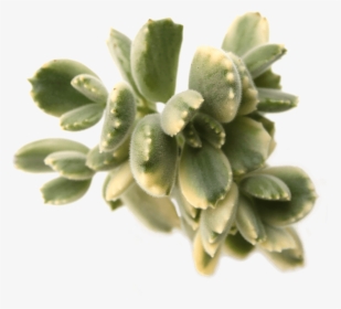 Cotyledon Tomentosa "bear"s Paw - Pachyphytum, HD Png Download, Free Download