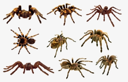 Download Spider Png Clipart 364 - Spiders Png, Transparent Png, Free Download