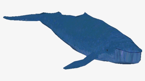 Blue Whale - Harbour Porpoise, HD Png Download, Free Download