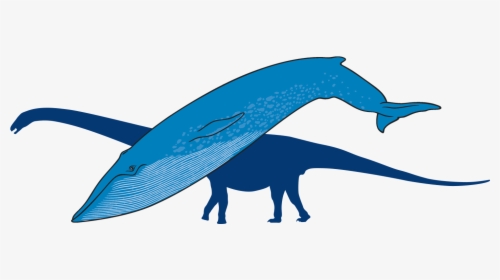 Blue Whale With Outline Of Titanosaur In Background - Whale, HD Png Download, Free Download