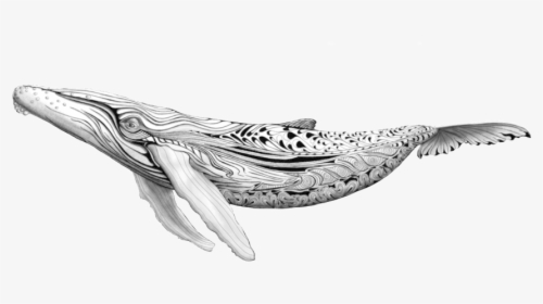 Blue Whale Png , Png Download - Whales Wallpaper Drawing, Transparent Png, Free Download