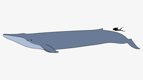 Blue Whale Size Comparison To Man, HD Png Download, Free Download