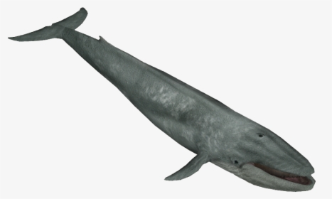 Blue Whale - Zoo Tycoon 2 Whale, HD Png Download, Free Download
