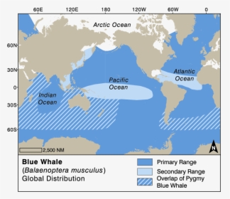 Blue Whale Map Of Distribution, HD Png Download, Free Download