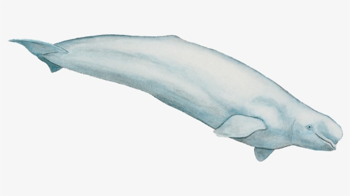 Beluga Whales Transparent, HD Png Download, Free Download