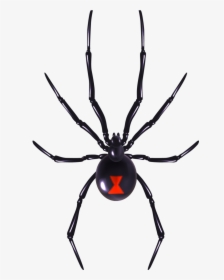 Black Spider Red Belly, HD Png Download - kindpng