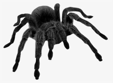 Haunted Black Png Picture - Black Spider Png, Transparent Png, Free Download