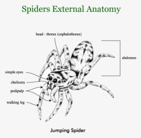 Spiders - Jumping Spider External Anatomy, HD Png Download, Free Download