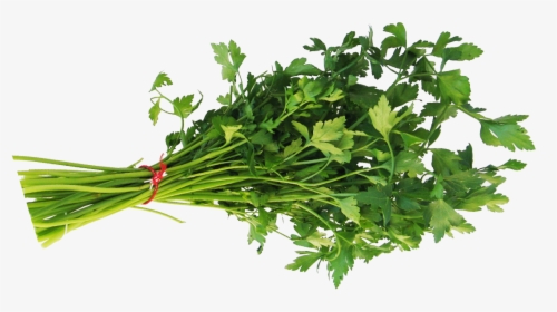 Verarbeitungssystem Petersilie - Leafy Vegetables Png, Transparent Png, Free Download