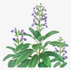 Catnip Drawing Herb Plant - Sage Herb Salvia Officinalis, HD Png Download, Free Download