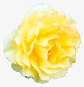 Yellow Rose Transparent Background - Yellow Flowers Transparent Background, HD Png Download, Free Download