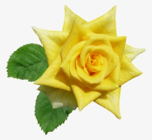 Rose, Yellow, Flower, Summer - Rose Kuning Png, Transparent Png, Free Download
