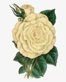 Vintage Rose Png - White Vintage Flowers Png, Transparent Png, Free Download