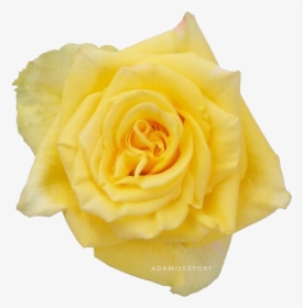 Yellow Rose Png, Transparent Png, Free Download