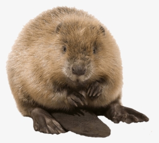 Cute Beaver - Beaver Png, Transparent Png, Free Download