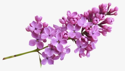 Download Lilac Png Image - Lilac Png, Transparent Png, Free Download