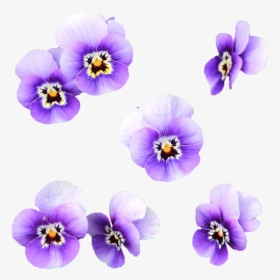 Flowers, Wild Flower, Transparent, Violet, Lilac - Flores Lila Png, Png Download, Free Download