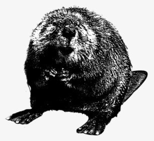 Download Beaver Png Clipart For Designing Projects - Beaver Black And White Png, Transparent Png, Free Download