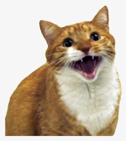 Angry Cat Free Png Image - Mylo The Cat, Transparent Png, Free Download
