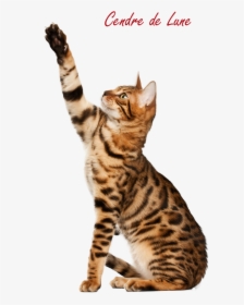Cat Transparent Image - Bengal Cat Playing, HD Png Download, Free Download
