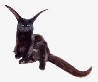 Black Cat, HD Png Download, Free Download