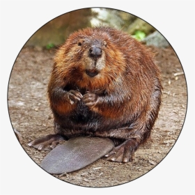 Best Beaver, HD Png Download, Free Download