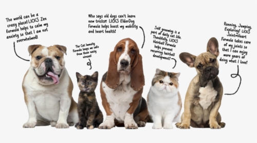 Pets Talking Graphic R1-bold - 5 Picture Of Animals, HD Png Download, Free Download