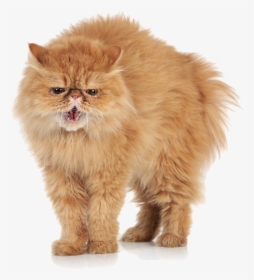 Angry Cat Transparent Images - Angry Cat White Background, HD Png Download, Free Download