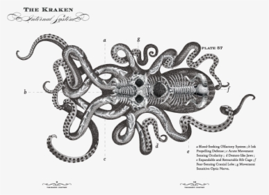 Transparent Octopus Clipart Black And White - Kraken Rum Skeleton, HD Png Download, Free Download