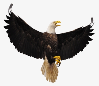 Eagle, HD Png Download, Free Download