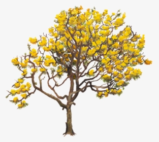 Aurea Tabebuia Tree Yellow Chrysantha Twig Clipart - Tabebuia Aurea Png, Transparent Png, Free Download