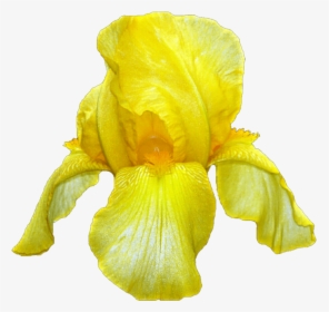Yellow Iris - Yellow Iris Flower, HD Png Download, Free Download