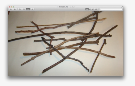 Transparent Twigs Png - Twig, Png Download, Free Download