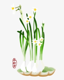 Blume Hand Gezeichnet Narzisse Pflanze Png Und Psd - Narcissus, Transparent Png, Free Download