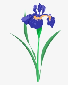 Iris Flower Png - Iris Flower Clip Art, Transparent Png, Free Download