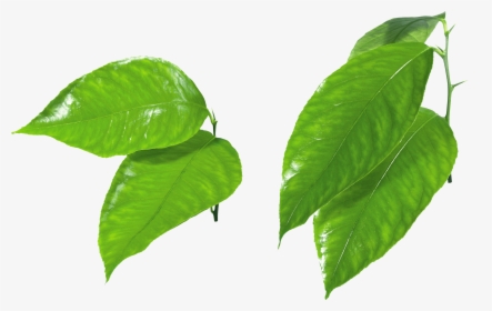 Green Leaf Png Clipart - Green Apple Slice Png, Transparent Png, Free Download