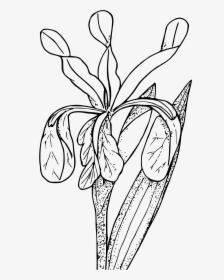 Tennessee Drawing Louisiana Iris - Iris Clipart Black And White Png, Transparent Png, Free Download