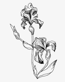 Transparent Iris Clipart Black And White - Black And White Iris Flower, HD Png Download, Free Download