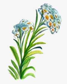 Hand-painted Flower Cartoon Transparent Watercolor - Iris, HD Png Download, Free Download