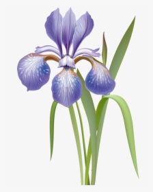 Transparent Iris Flower Clipart - Iris Versicolor Drawing, HD Png Download, Free Download