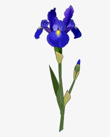 Transparent Iris Flower Graphics, HD Png Download, Free Download