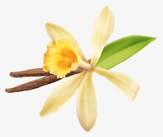 Bella Croissant With Vanilla Filling - Vanilla Bean Orchid Flower, HD Png Download, Free Download
