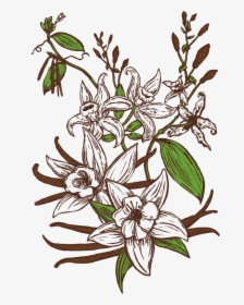 Vanilla Botanical Illustration Png, Transparent Png, Free Download