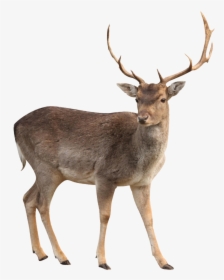 Buck Png - White Tailed Deer Png, Transparent Png, Free Download
